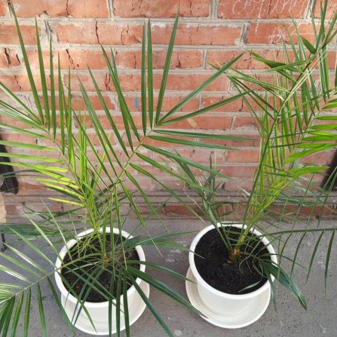 Уход за финиковой пальмой в домашних условиях: как выглядит, пересадка, виды