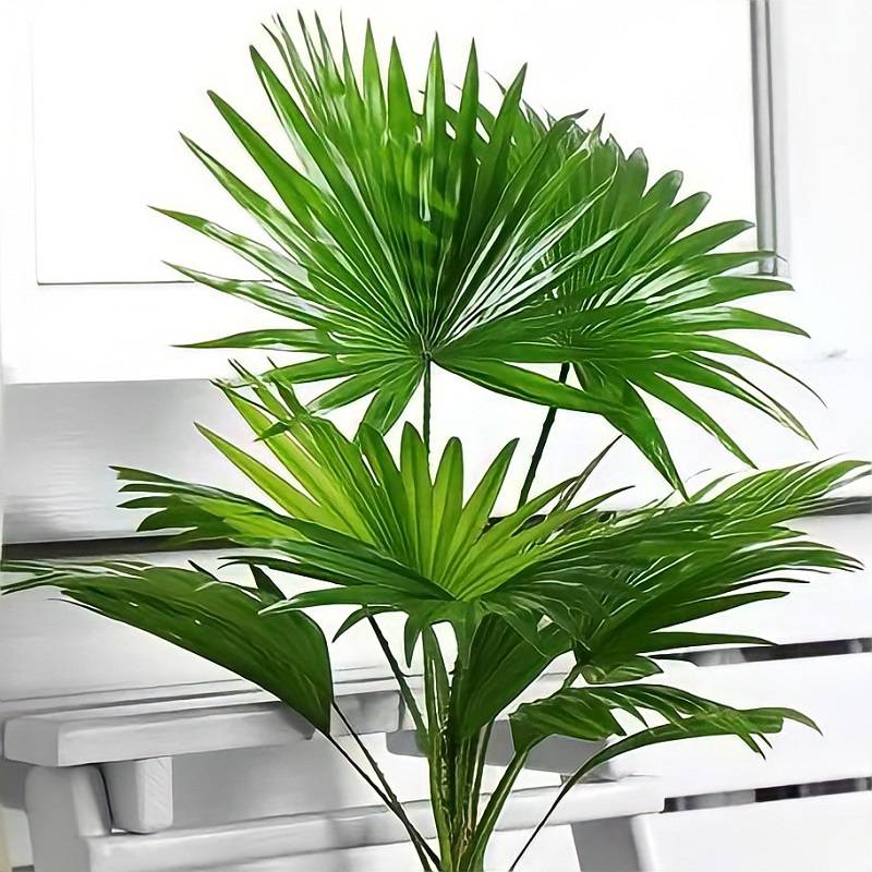 Пальма ливистона: уход в домашних условиях, выращивание из семян, фото