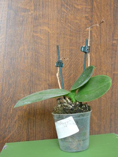 У орхидеи засох цветонос: что делать и как спасти растение