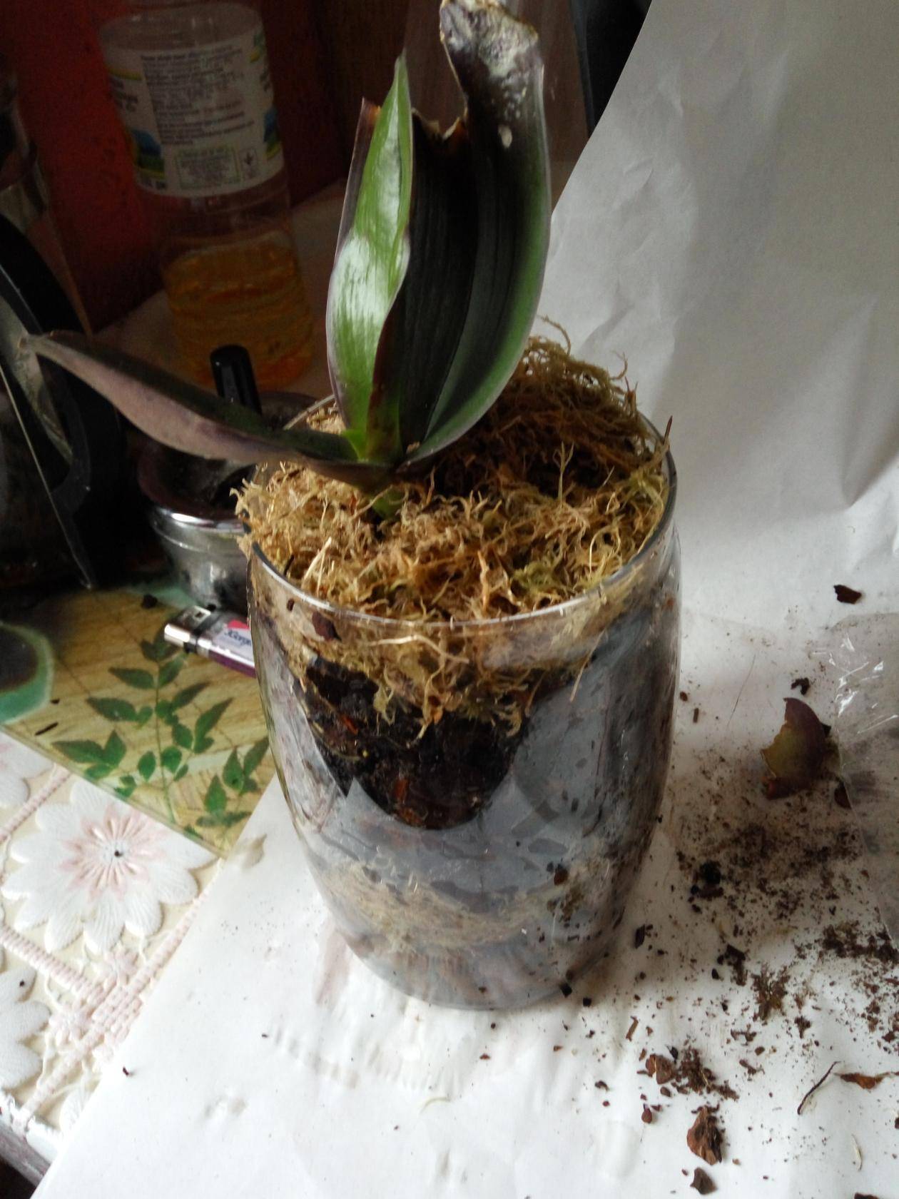 Как пересадить орхидею в домашних условиях пошагово | сад и дача