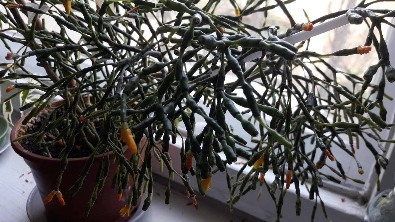 Рипсалисы — самые необычные кактусы. уход в домашних условиях. фото — ботаничка.ru