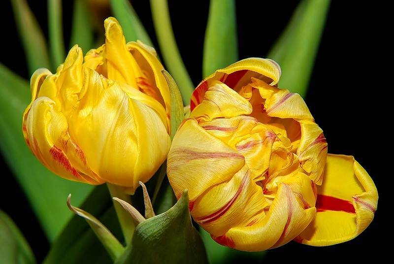 Использование цветов тюльпанов в оформлении участка: сорта, нюансы выращивания