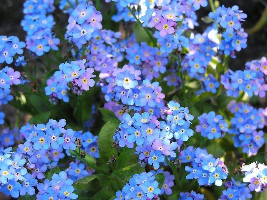 Незабудки: фото цветов с описанием, посадка, выращивание и уход - sadovnikam.ru