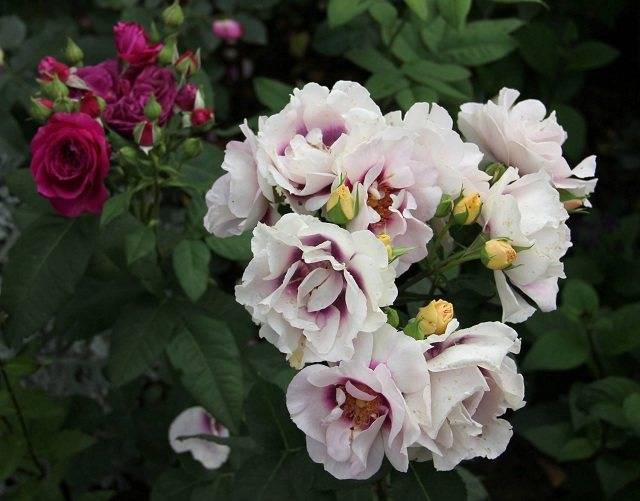 Роза флорибунда: лучшие сорта, фото и описание, посадка и уход, подготовка к зиме