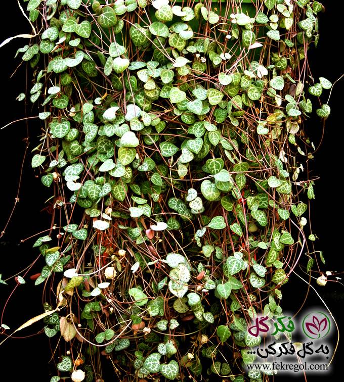 Комнатный цветок церопегия или канделябр: как вырастить суккулентную лиану
