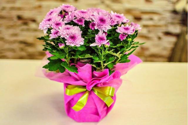 Цветок в горшке в подарок женщине — топ 100 комнатных цветов в качестве презента