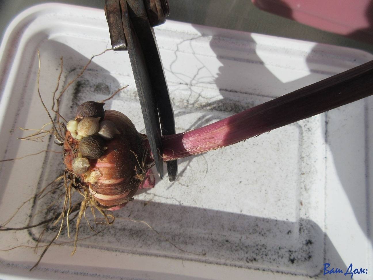 Как и когда выкапывать гладиолусы на зиму: хранение луковиц