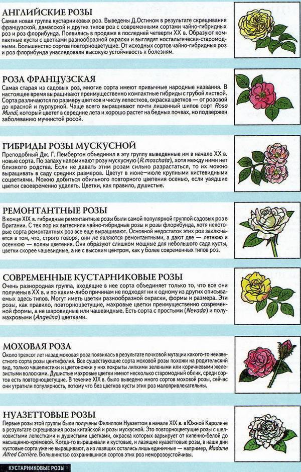 Роза лимбо (limbo) — характеристики сортового растения