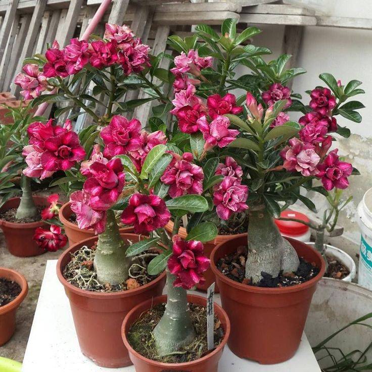 6 комнатных растений, которые цветут очень долго