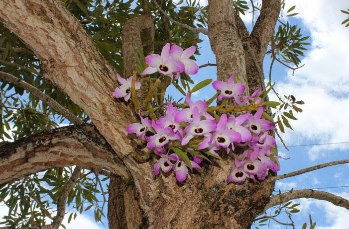 Орхидеи в природе — где растут и как размножаются