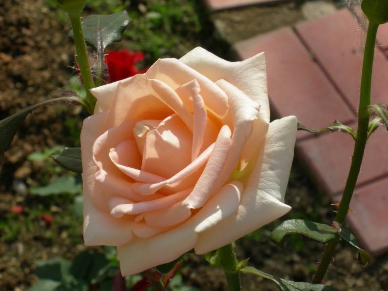 Чайно-гибридная роза версилия: описание, фото, отзывы :: syl.ru