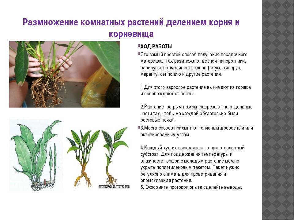 Цветок нолина (бокарнея): уход в домашних условиях, выращивание из семян рекурвата, пересадка, как быстро растет