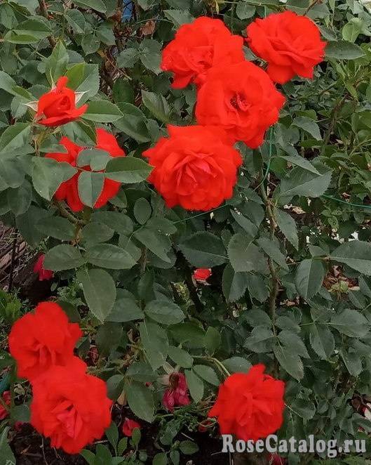 Полуплетистые розы: особенности агротехники, лучшие сорта