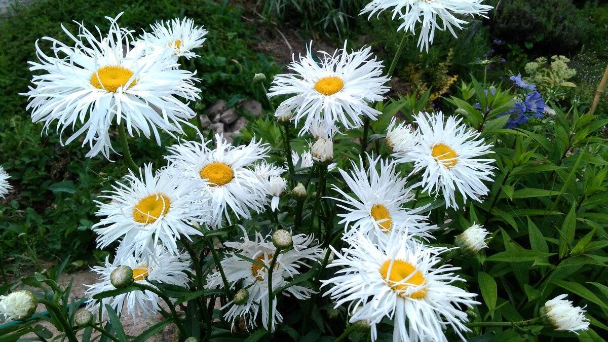 ᐉ цветок нивяник: выращивание из семян в саду, фото, посадка и уход - roza-zanoza.ru