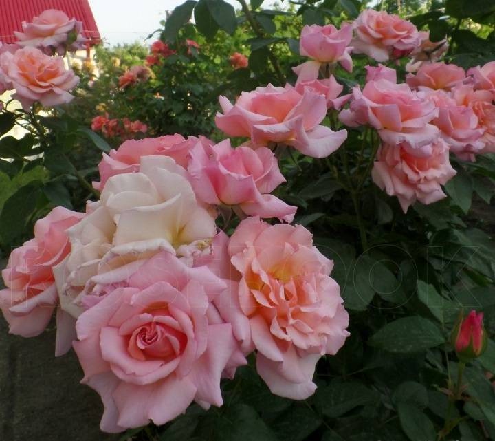 Плетистая роза хендель: посадка и уход