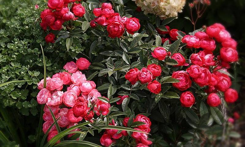 Полиантовые розы: топ-10 сортов полиантовых роз, великолепие которых поражает | огородники