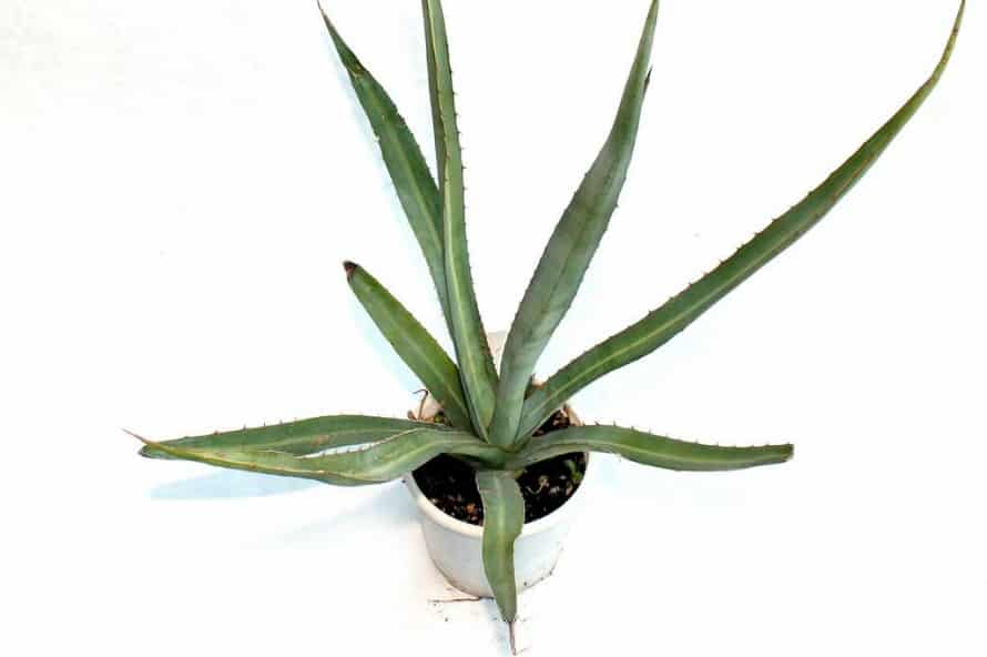 Выращивание неприхотливой агавы на открытом грунте и рекомендации по уходу в домашних условиях с фото