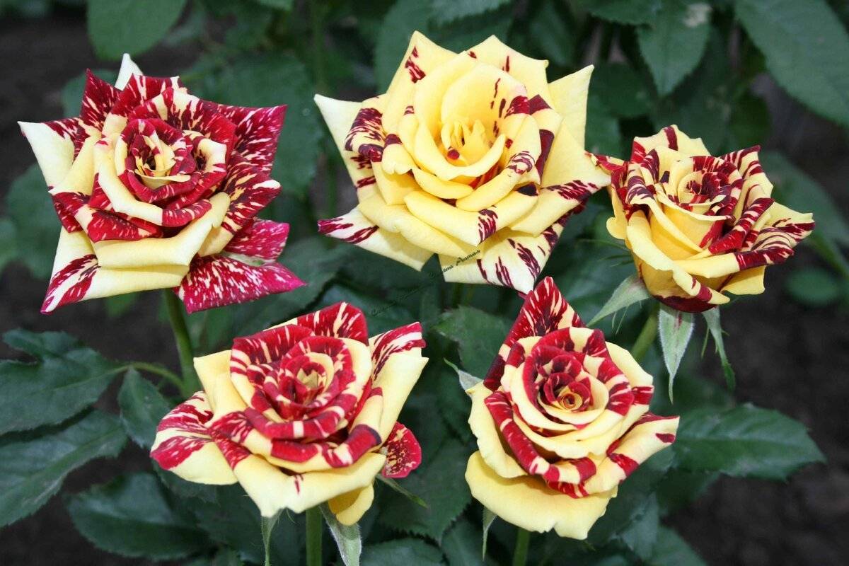 Роза флорибунда – сорта, посадка и уход за растением [2019]