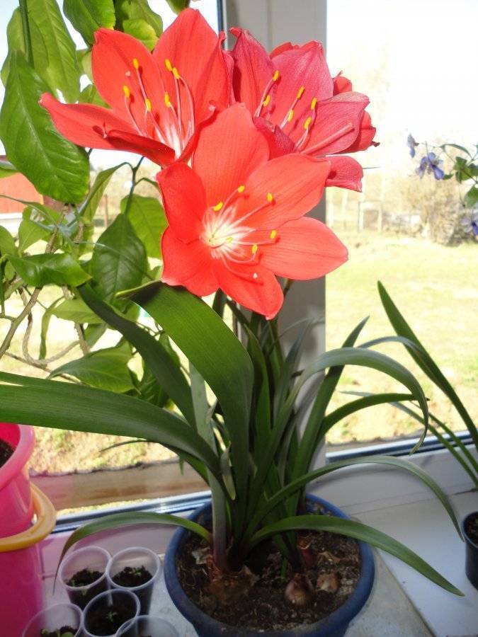 Уход в домашних условиях за цветком валлота — фото культуры