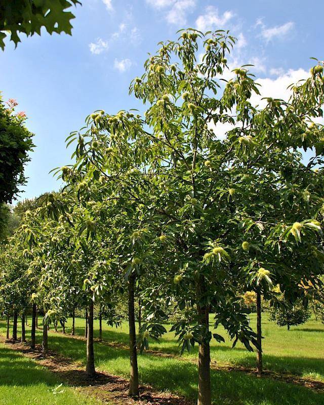 Каштан — описание дерева, распространение, выращивание
