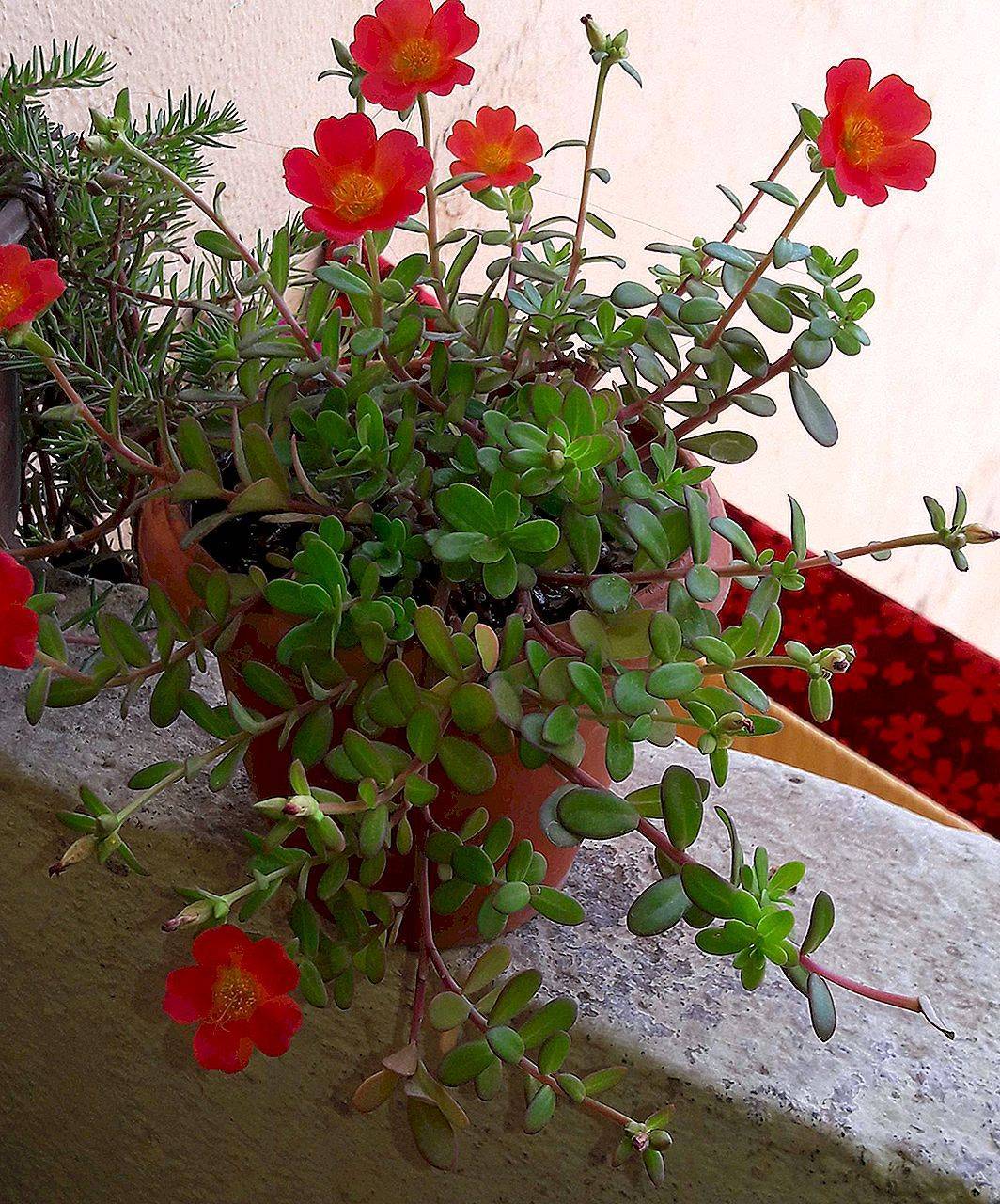 Уличный цветок с красными цветами фото