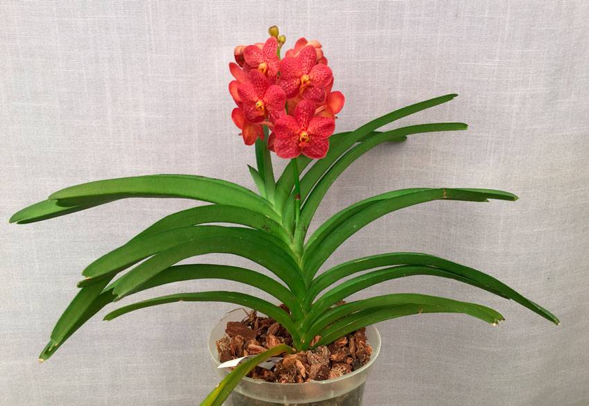Ванда орхидея: уход в домашних условиях