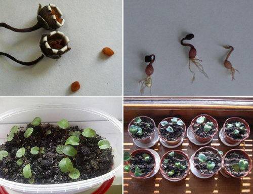 Выращивание цикламена из семян в домашних условиях: подготовка почвы, как посадить цветы, правила ухода