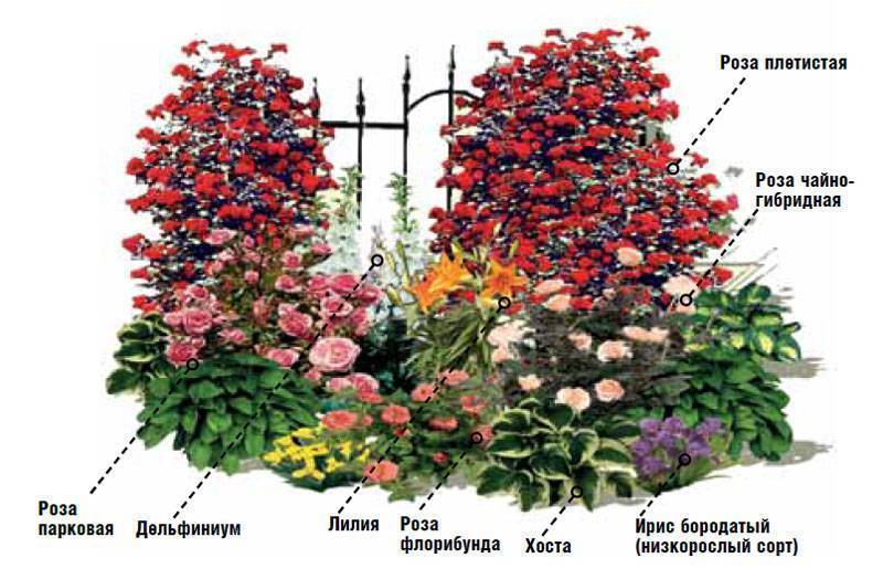 Пионы в ландшафтном дизайне сада: какие растения посадить рядом, хитрости оформления дачного участка
