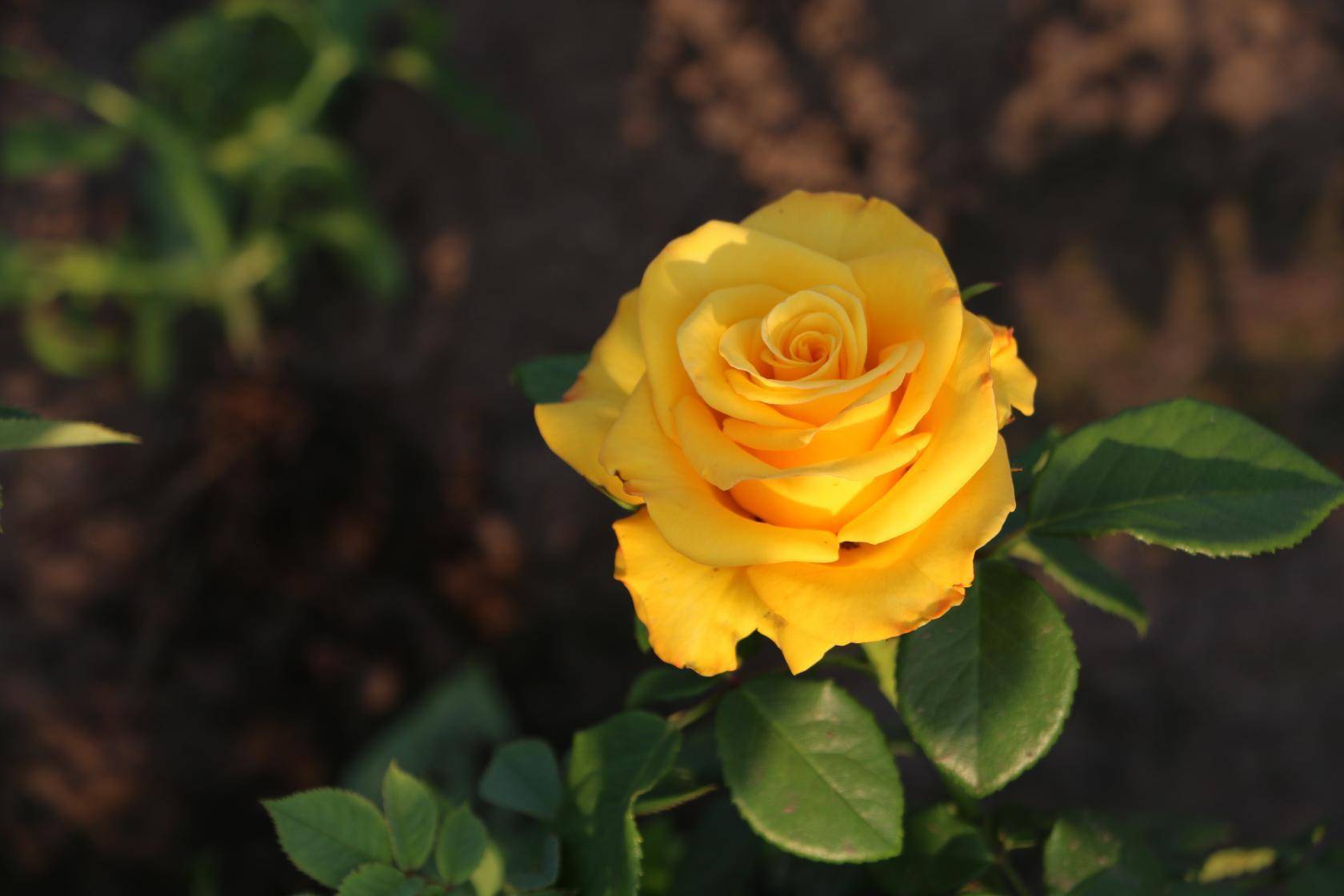 Роза керио – фото и описание, отзывы