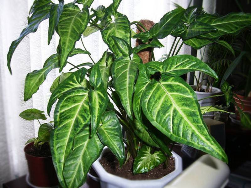 Сингониум растение: виды и уход в домашних условиях