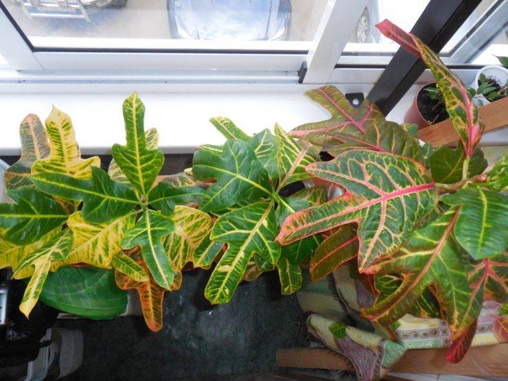 Тропический гость: выращиваем кротон в домашних условиях
