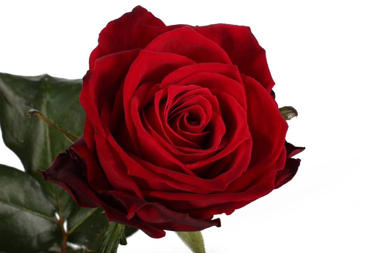 Роза ред наоми, как выглядит сорт, какими характеристиками обладает, как вырастить | розоцвет