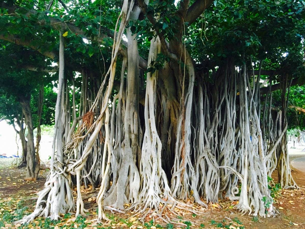 Священные деревья и их фото: фикус, баньян, сикимора, финиковая пальма; интересные факты