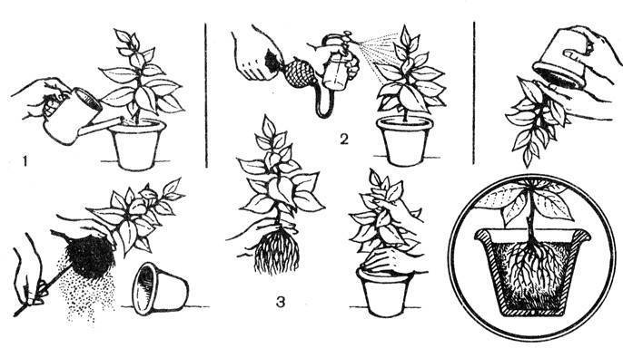 Паслен комнатный: размножение и обрезка растения