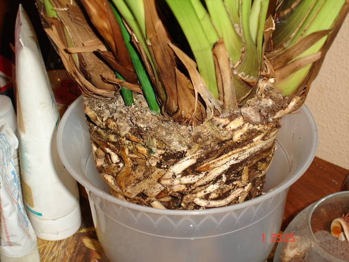Орхидея цимбидиум (cymbidium): правила ухода за растением в домашних условиях, описание видов сорта с названием - белые, розовые и желтые цветы с фото