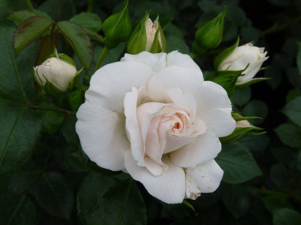 Роза аспирин (аспирин роуз): описание + фото, особенности выращивания