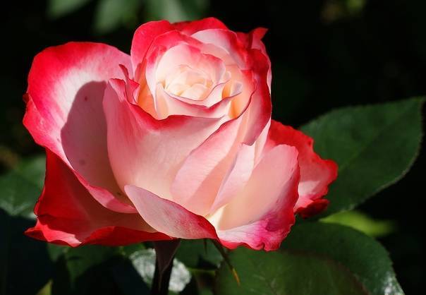 Роза моника: фото и описание чайно-гибридного сорта, посадка и уход, применение