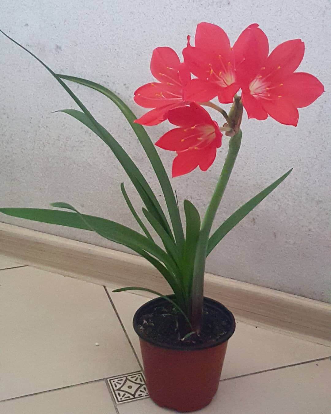 Валлота: фото цветка, родина растения, уход и выращивание в домашних условиях, виды — прекрасная и пурпурная