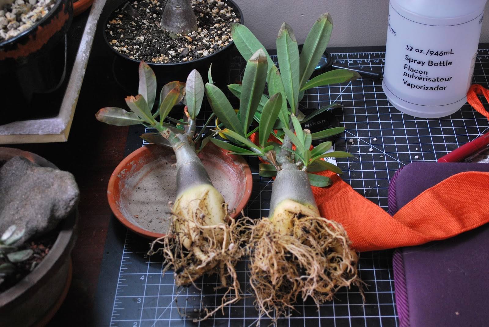 Как вырастить адениум из семян в домашних условиях: фото, отзывы