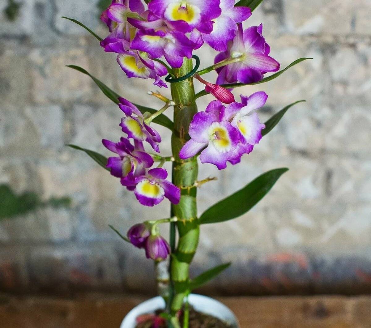 Орхидея дендробиум – уход в домашних условиях. распространенные виды. что делать с цветком после покупки? правила ухода и размножения | (110+ фото и видео)