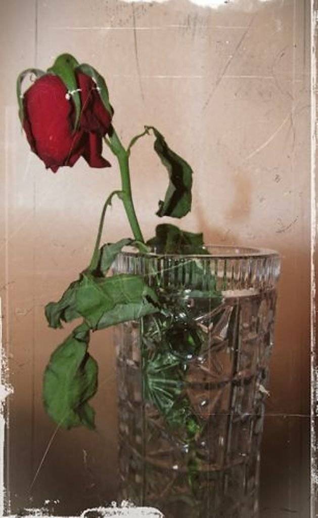 Чтобы розы дольше стояли в вазе: как продлить жизнь, сохранить срезанные розы