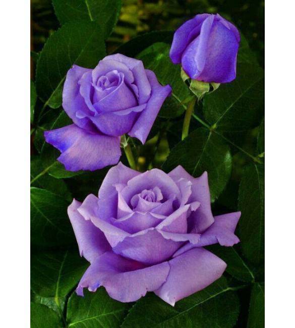 Чайно-гибридная роза «голубая река» (blue river). описание, уход, фото