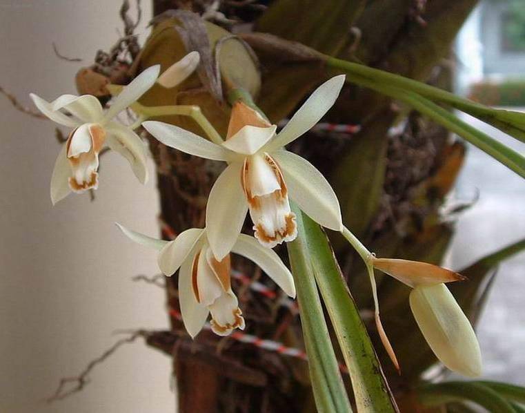 Орхидея целогина: выращивание, размножение и коллекция сортов