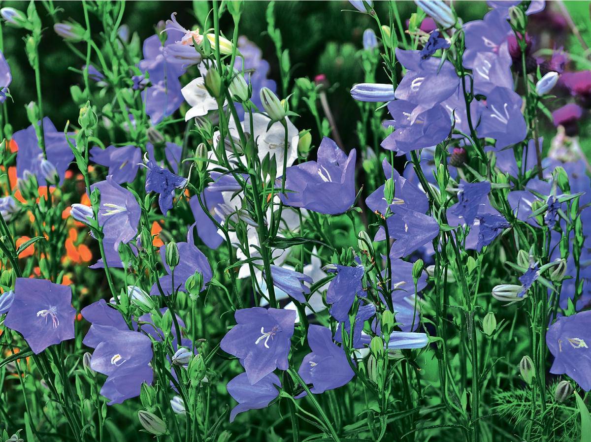 Колокольчик цветок: польза, выращивание и применение