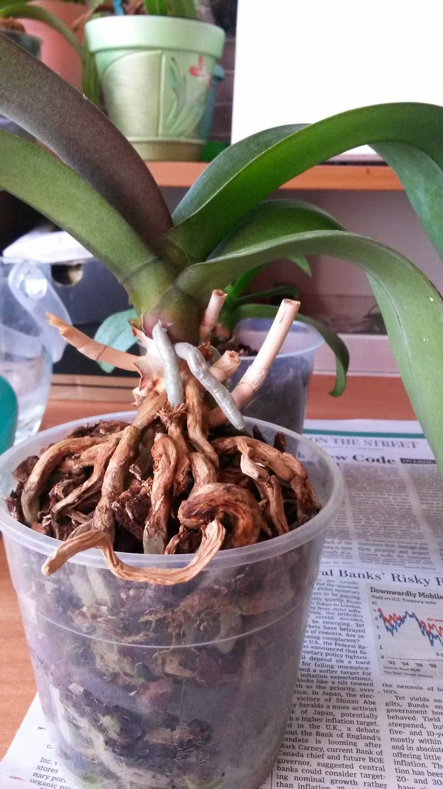 Когда пересаживать орхидею правильно в домашних условиях