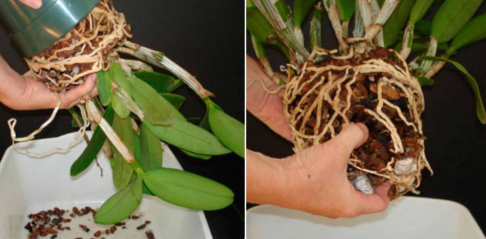 Орхидея дендробиум нобиле — уход в домашних условиях