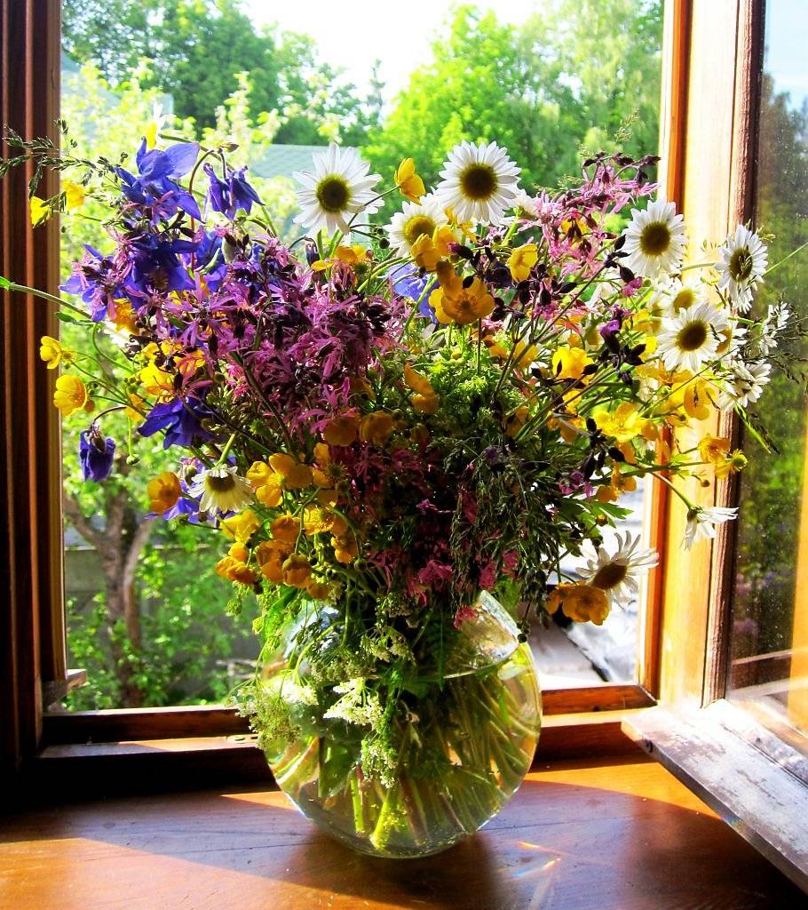 Есть ли комнатные цветы, которые любят солнце и не боятся прямых солнечных лучей?