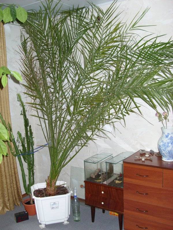 Как ухаживать за финиковой пальмой в домашних условиях