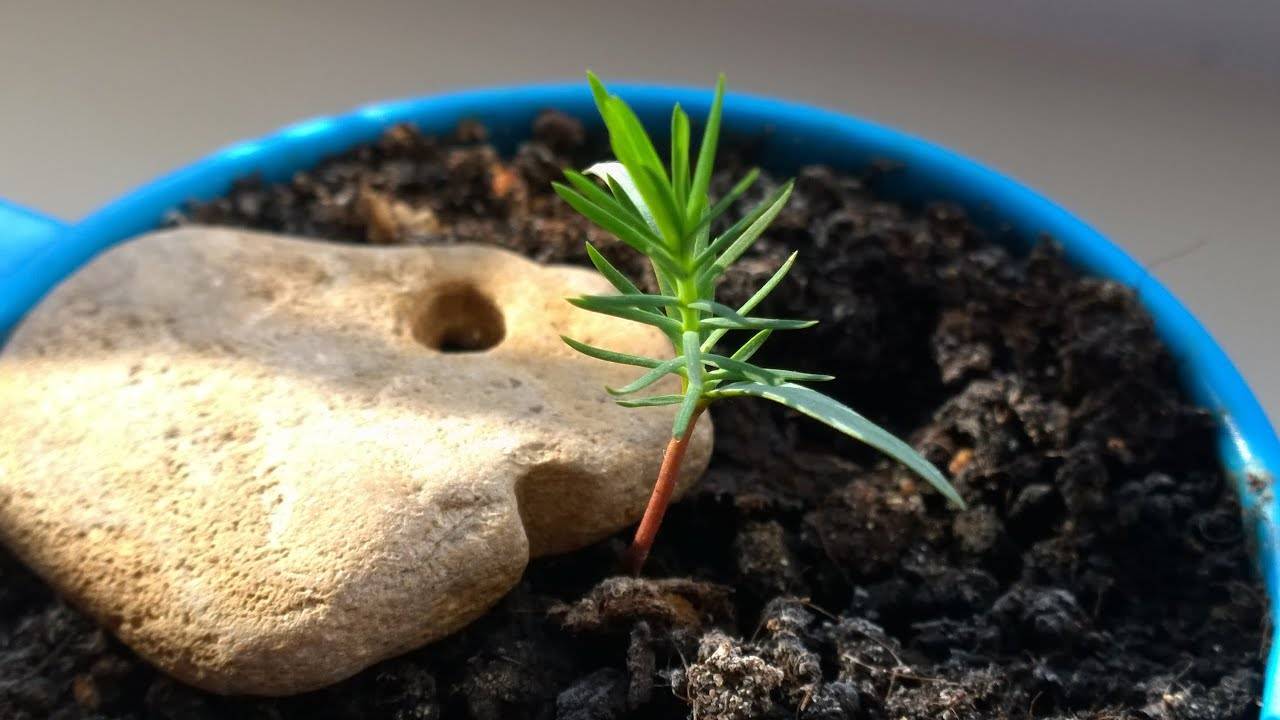 Как вырастить бонсай из семян в домашних условиях