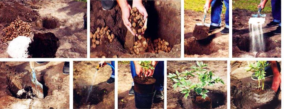 Когда сажать пионы в открытый грунт - весной или осенью, как правильно ухаживать